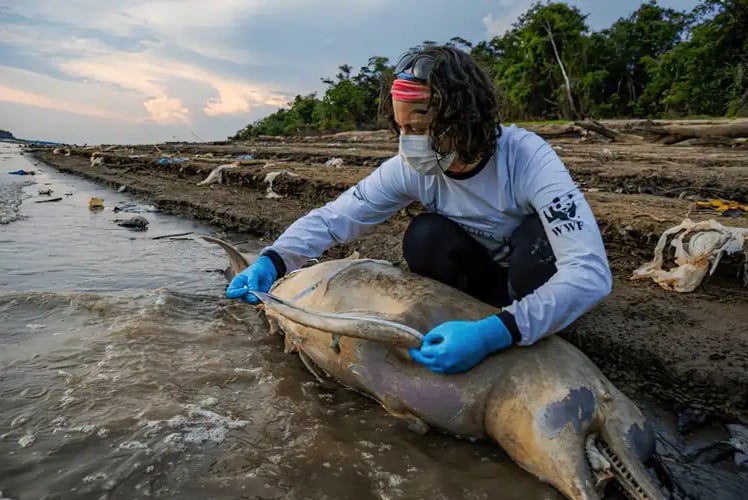 Mudanças climáticas já interferem em secas e cheias na Amazônia